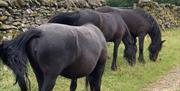 Fell Ponies on the Countryside Conversations tour with Cumbria Tourist Guides