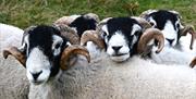 Swaledales Rams on the Countryside Conversations tour with Cumbria Tourist Guides