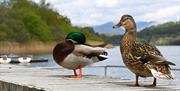 Ducks at Esthwaite Water on The Grand Lakes Tour with Cumbria Tourist Guides