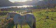 Fell Ponies on The Grand Lakes Tour with Cumbria Tourist Guides