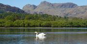Swan on Elterwater on The Grand Lakes Tour with Cumbria Tourist Guides