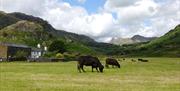 Cattle in Little Langdale on The Grand Lakes Tour with Cumbria Tourist Guides