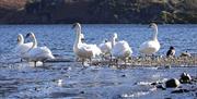 Swans at Rydal Water on The Grand Lakes Tour with Cumbria Tourist Guides