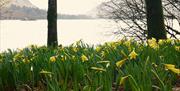 Daffodils at Ullswater on the Wonders of Wordsworth with Cumbria Tourist Guides