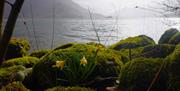 Daffodils at Ullswater on the Wonders of Wordsworth with Cumbria Tourist Guides