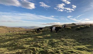 Local Cattle at Eycott Hill Nature Reserve in the Lake District, Cumbria