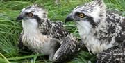 Ospreys at Foulshaw Moss Nature Reserve in Witherslack, Cumbria
