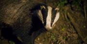 Badger Seen at Night-Time Wildlife Adventure with Cumbria Wildlife Trust in the Lake District