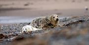 Seals at South Walney Nature Reserve at Barrow-in-Furness in Cumbria
