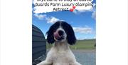 Happy Dog Visitor at Castle Guards Farm Retreat near Cockermouth, Lake District