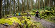 Cyclewise in Whinlatter Forest in the Lake District, Cumbria
