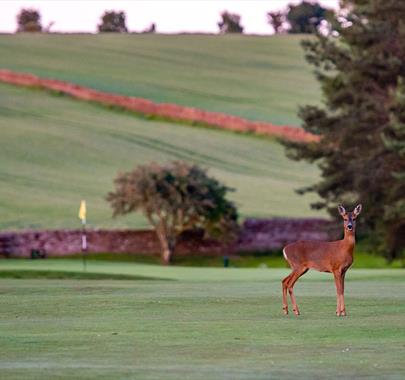 Golf Lake District Stag