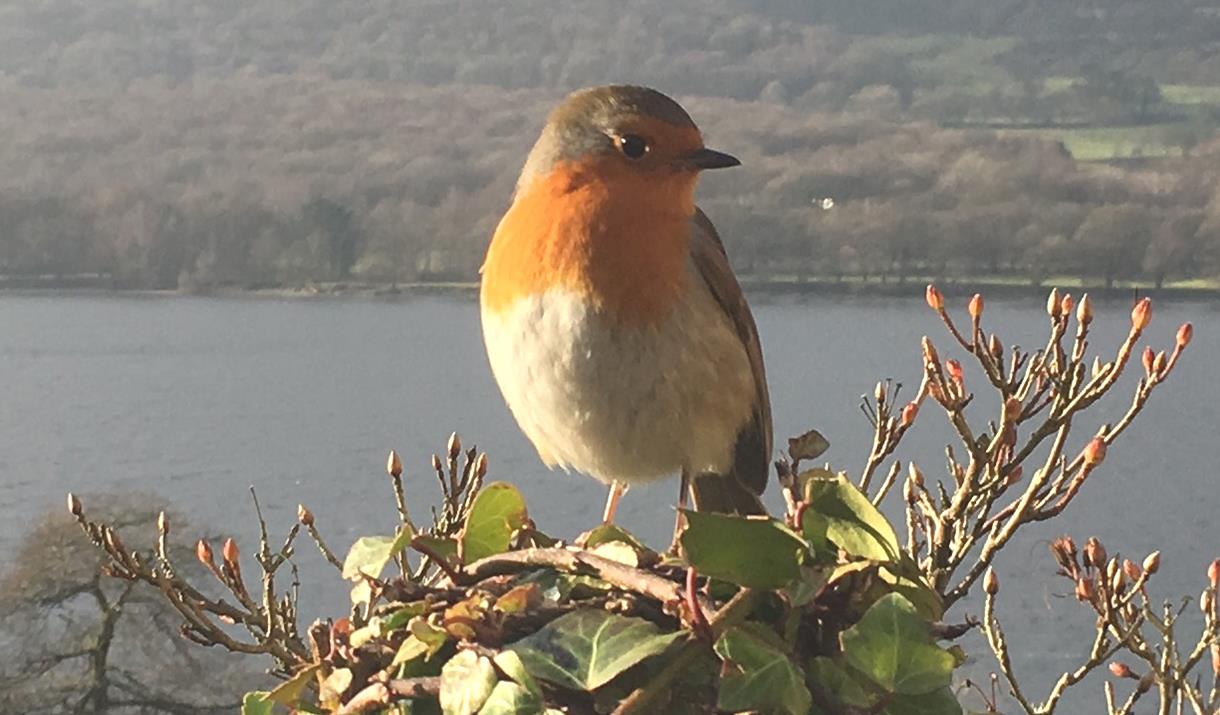 Robin as seen on the Dawn Chorus Day at Brantwood in Coniston, Lake District