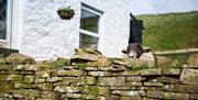 Sheep at Isaacs Byre Holiday Cottage near Alston, Cumbria