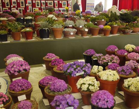 Flowers at Alpine Flower Show and Plant Fair in Kendal, Cumbria