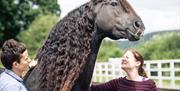 Visitors and Horse at The Friesian Experience at Greenbank Farm in Cartmel, Cumbria
