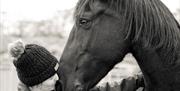 Visitor and Horse at The Friesian Experience at Greenbank Farm in Cartmel, Cumbria