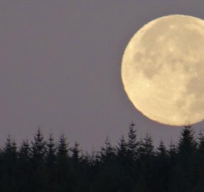 Full Moon Women's Circle - Stawberry Moon at Whinlatter Forest in the Lake District, Cumbria