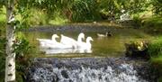 Wildlife and Waterfowl near Fornside Farm Cottages in St Johns-in-the-Vale, Lake District
