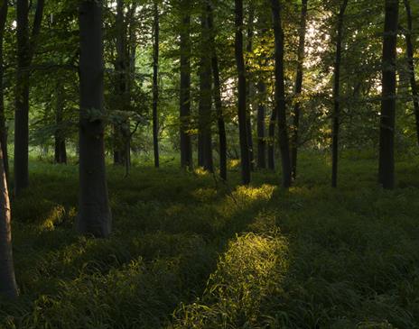 Lush Forest in Evening Light