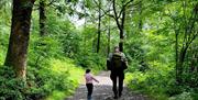 Explore the Woods with Your Family with Green Man Survival in the Lake District, Cumbria