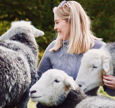 Visitor Hugging the Sheep at Herdwick Experience at Yew Tree Farm in Coniston, Lake District
