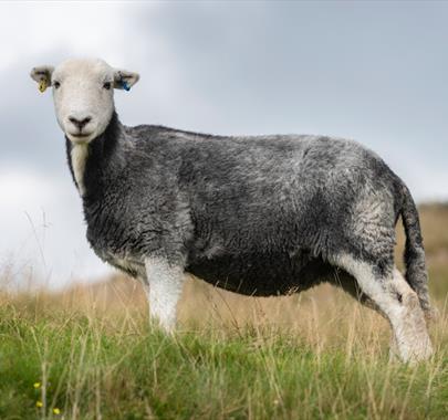 Herdwick Sheep, promoting an event at Wordsworth House and Gardens in Cockermouth, Lake District