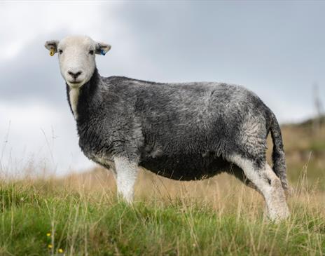 Herdwick Sheep, promoting an event at Wordsworth House and Gardens in Cockermouth, Lake District