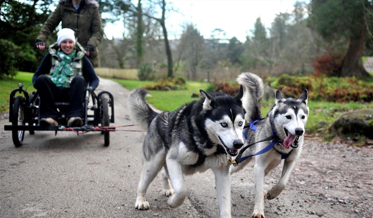 Dry-Land-Mushing with Horse and Husky in Millom, Cumbria