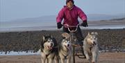 Dry-Land-Mushing with Horse and Husky in Millom, Cumbria