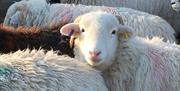 Livestock at Kentmere Farm Pods near Staveley, Lake District