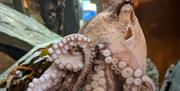 Octopus at Lake District Coast Aquarium in Maryport, Cumbria