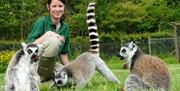 Ultimate Animal Experience at The Lake District Wildlife Park in Bassenthwaite, Lake District