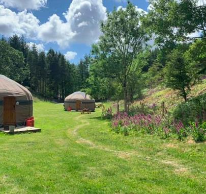 Yurts and Woodland at Long Valley Yurts - Coniston, Lake District