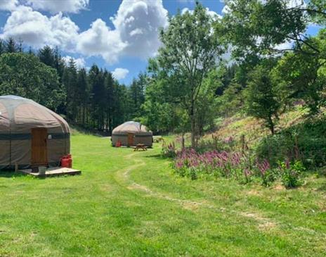 Yurts and Woodland at Long Valley Yurts - Coniston, Lake District