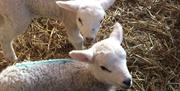 Lambs at Lakeland Maze Farm in Sedgwick, Cumbria