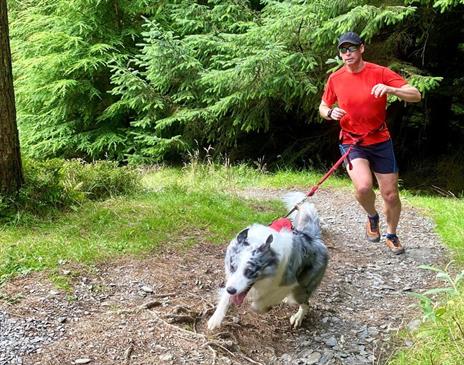 Man Running with his Dog at the Lakeland Paws Canicross Series at Whinlatter Forest in the Lake District, Cumbria