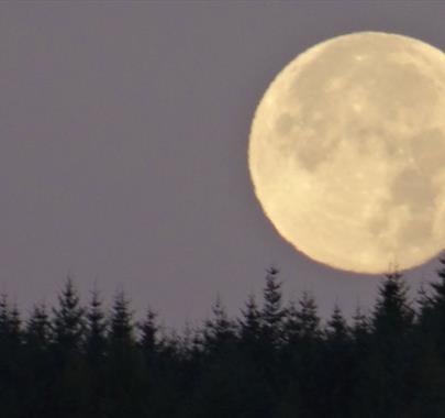 Full Moon Women's Circle - Blue Moon with Lakeland Wellbeing in Whinlatter Forest, Lake District