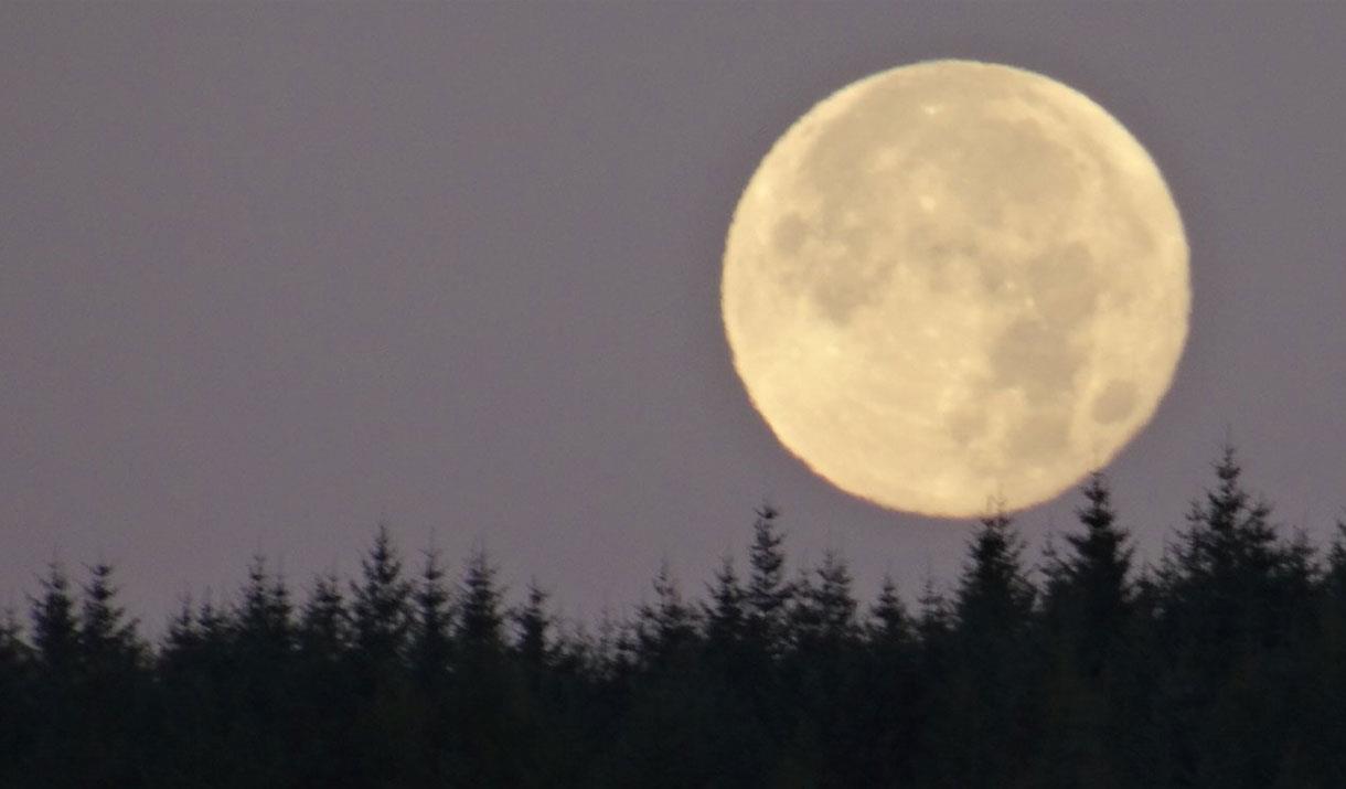 Full Moon Women's Circle - Harvest Moon with Lakeland Wellbeing in Whinlatter Forest, Lake District