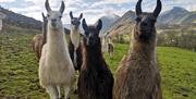 Llama Trekking at Little Town with Alpacaly Ever After