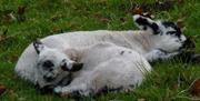 See Local Livestock with Skyline Walking Holidays in the Lake District, Cumbria