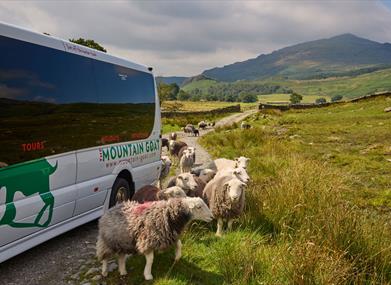 mountain goat tours jobs