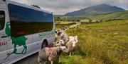 Mountain Goat Tours Minibus with Sheep in the Lake District, Cumbria