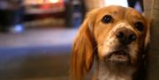 Dog Friendly Pub - The Masons Arms in Cartmel Fell, Lake District