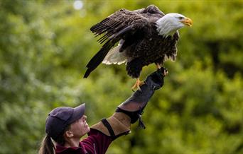 Handler with a Bald Eagle at Muncaster Castle Hawk & Owl Centre in Ravenglass, Lake District