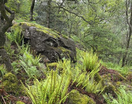 Foliage in the Great Wood near Keswick, Lake District