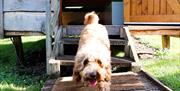 Dog at Orchard Hideaways in Penrith, Cumbria