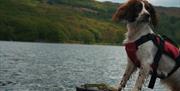 Dog on a Guided Canoe Trip with Path to Adventure in Coniston, Lake District