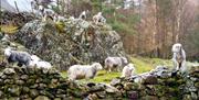 Sheep on a Guided Walk with Path to Adventure in the Lake District, Cumbria