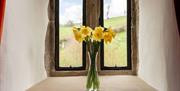 Daffodils in a Windowsill at The Pele Tower, Killington Hall near Kirkby Lonsdale, Cumbria